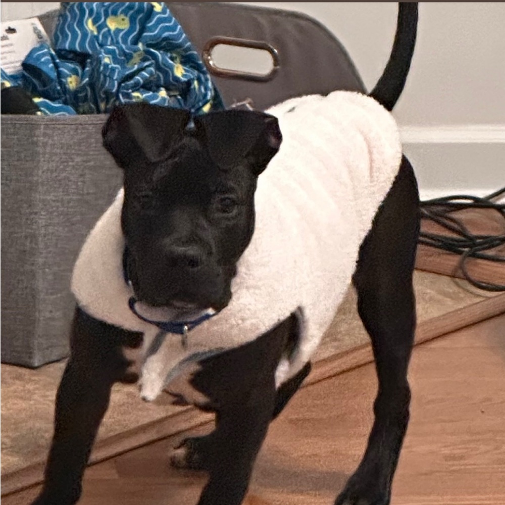 Dog Light Fur Jacket
